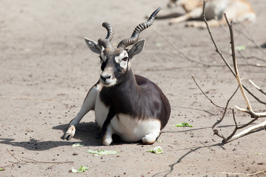 Black buck antelope