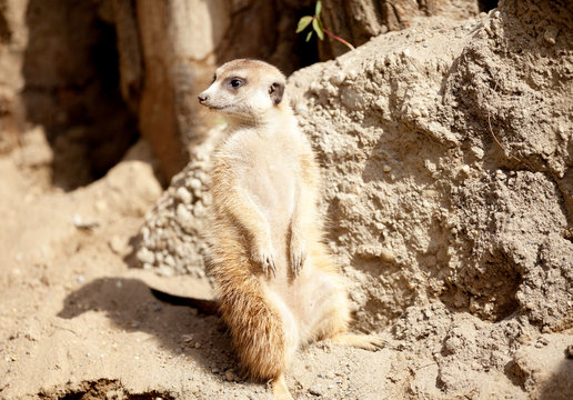 A meerkat on rock