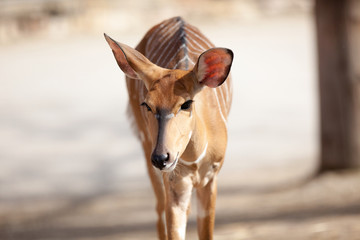  young deer together in nature