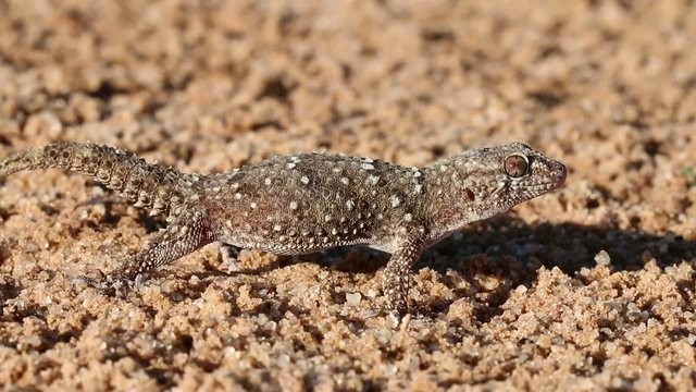 Bibron gecko, Kalahari desert