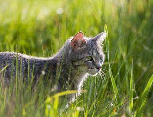 cat © Vera Kuttelvaserova