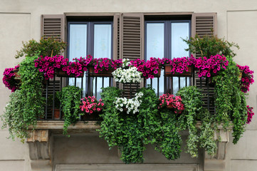 Fototapeta na wymiar Ogród na balkonie