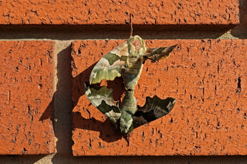 Moths mating on a red brick wall
