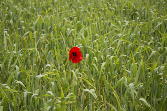 Lone Red poppy on green field