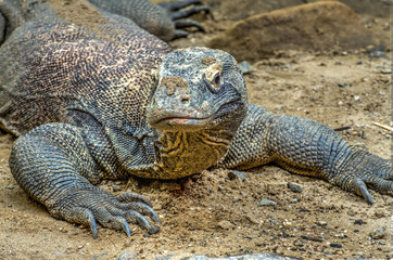 Komodo dragon (Varanus komodoensis), also known as the Komodo mo