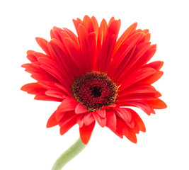 Gerbera