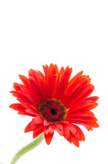 Gerbera