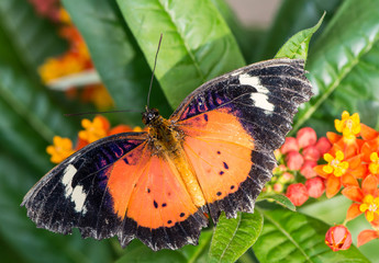 Leopard Lacewing
