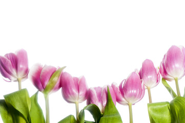  pink tulip