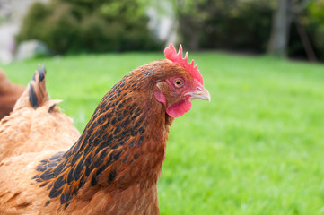 Curious Buff Sussex hen