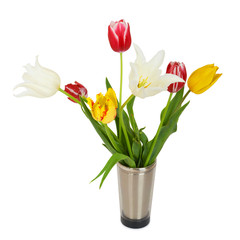 Beautiful tulips in bucket. Isolated on white