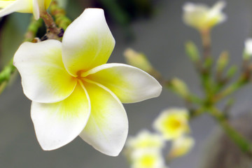 white frangipani flowers