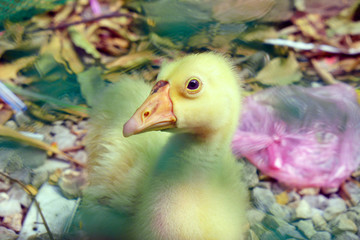 Cute little domestic gosling