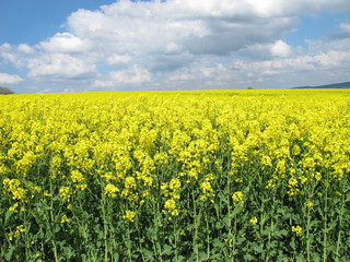 Fototapeta premium Blühendes Rapsfeld