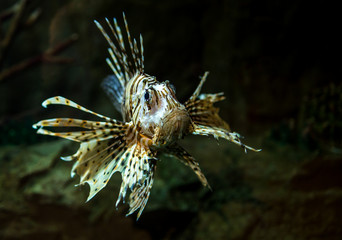 Pterois radiata