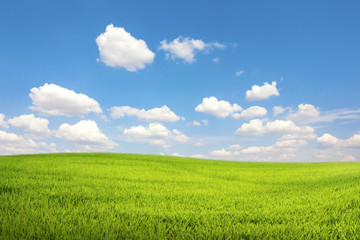 Fototapeta na wymiar Green field with blue sky cloud
