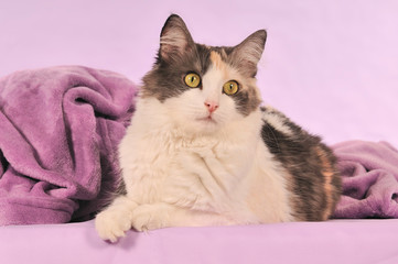 Fototapeta na wymiar Turecki Angora kot leżący