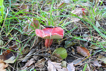 Muchomor © Ślot