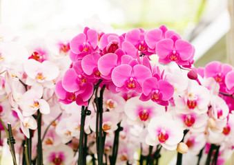 beautiful orchid
