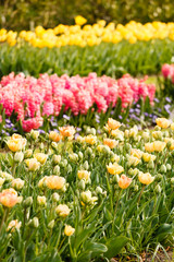Fototapeta premium spring garden