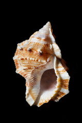 sea shell isolated on black