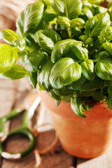 basil in the pot