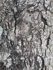 bark