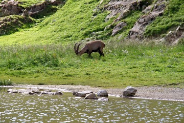 Fototapeta premium Bouquetin