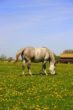 Piękny koń na ż&oacute;łtej łące