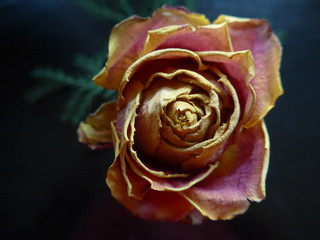 withered rose bloom - picture
