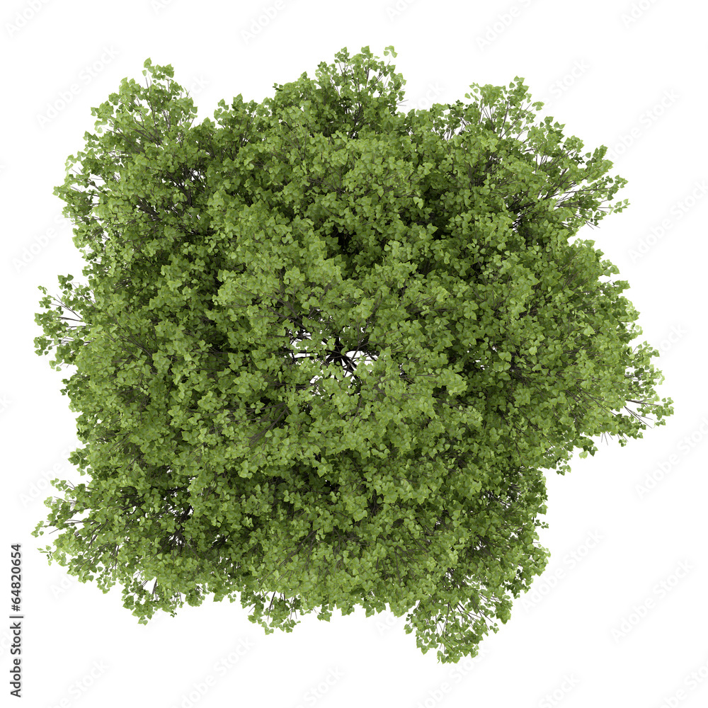 Wall mural top view of small-leaved lime tree isolated on white background