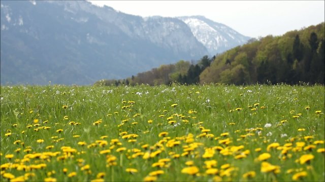 L&ouml;wenzahnbl&uuml;te in den Alpen