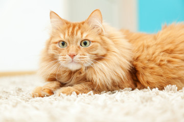 Fototapeta na wymiar funny fluffy ginger cat lying