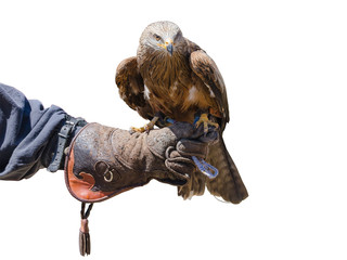 Falconry isolated