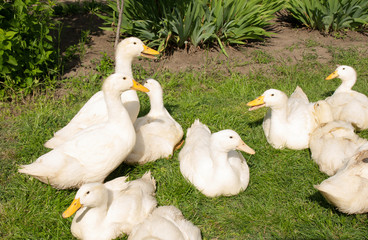 Cute ducklings, duck on grass in garden