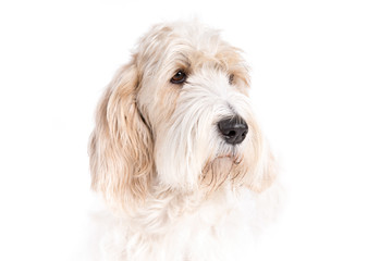 Grand Basset Griffon Vendeen dog on white background
