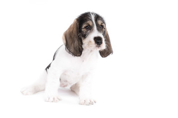 Grand Basset Griffon Vendeen puppy on white background