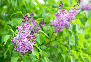 branch of lilac flowers with green leaves