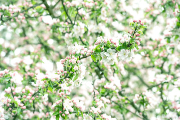 Obraz premium blossoming of apple tree flowers
