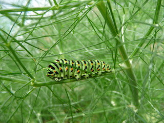 Fototapeta premium Chenille de Machaon (Papilio machaon)