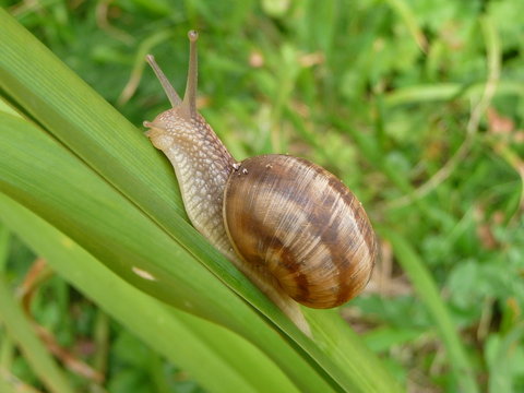 Escargot de Bourgogne (Helix pomatia)