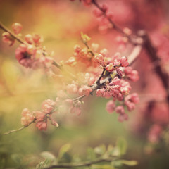 Close up of spring flowers on the tree