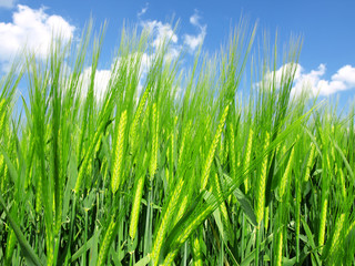green wheat field