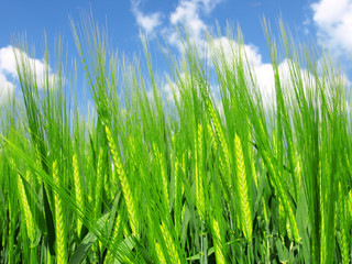 green wheat field and blue cloudy sky