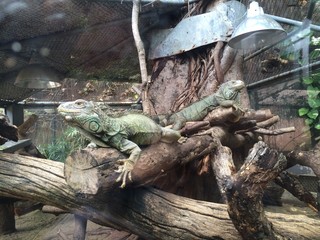 Two iguanas in the zoo