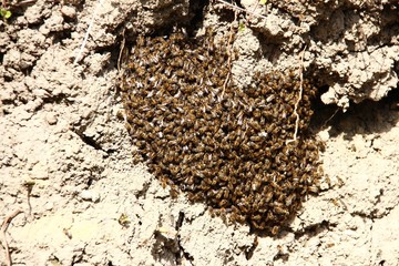 bienen schwaermen III