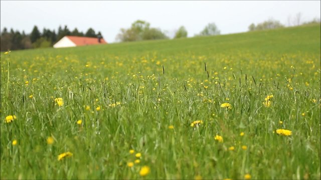 urlaub auf dem bauernhof - l&ouml;wenzahn