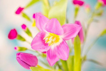 Obraz na płótnie Canvas Spring pink flowers