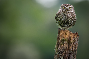Little Owl