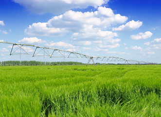 wheat field irrigated with a center pivot sprinkler system.